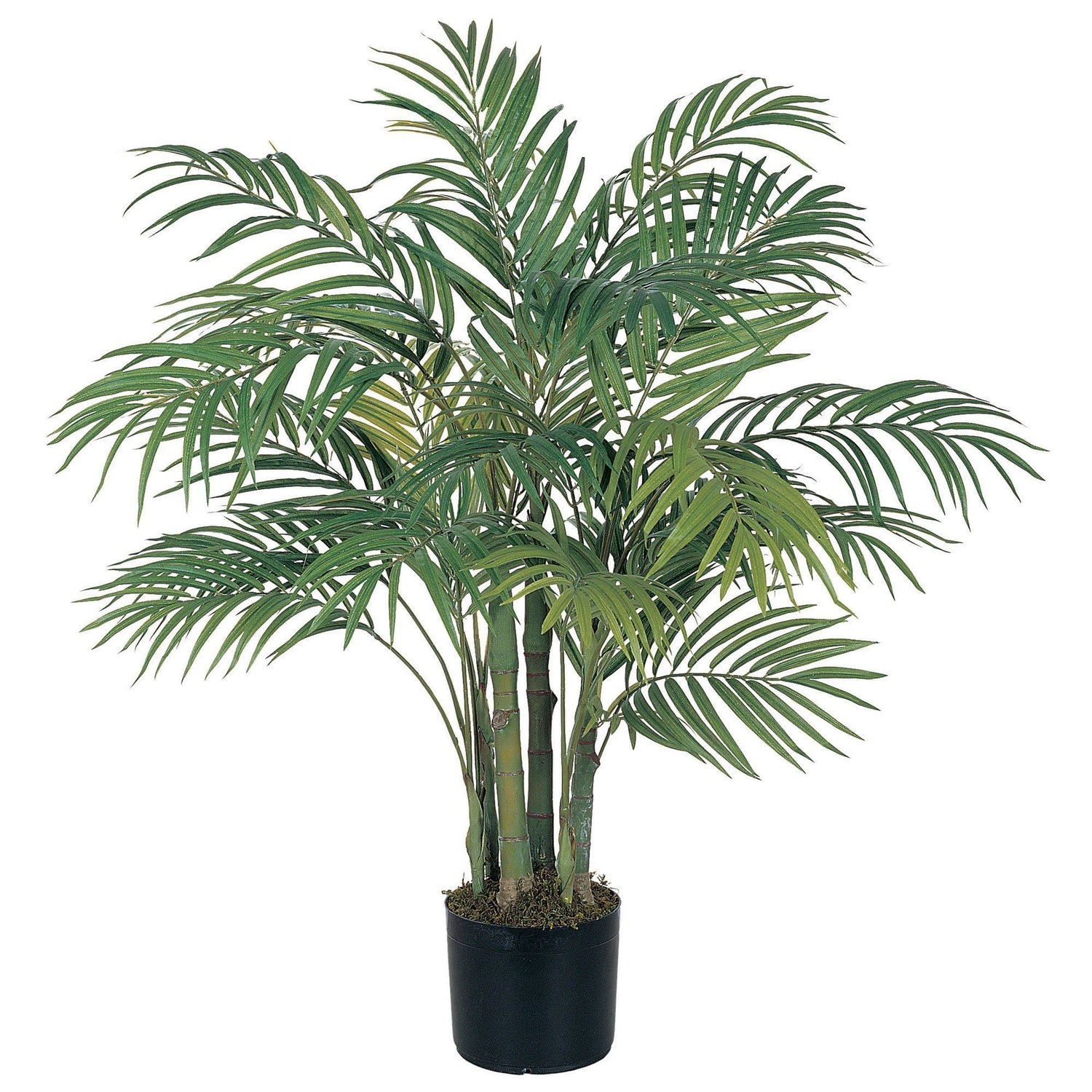 3' Areca Silk Palm Tree