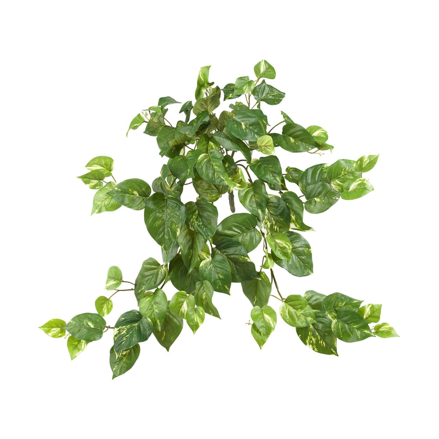 30” Pothos Hanging Bush (Set of 3)