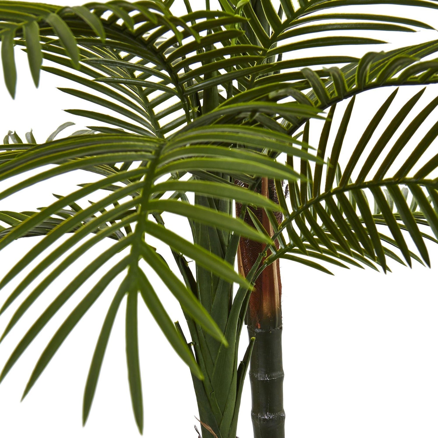 5.5’ Double Robellini Palm Tree UV Resistant (Indoor/Outdoor)