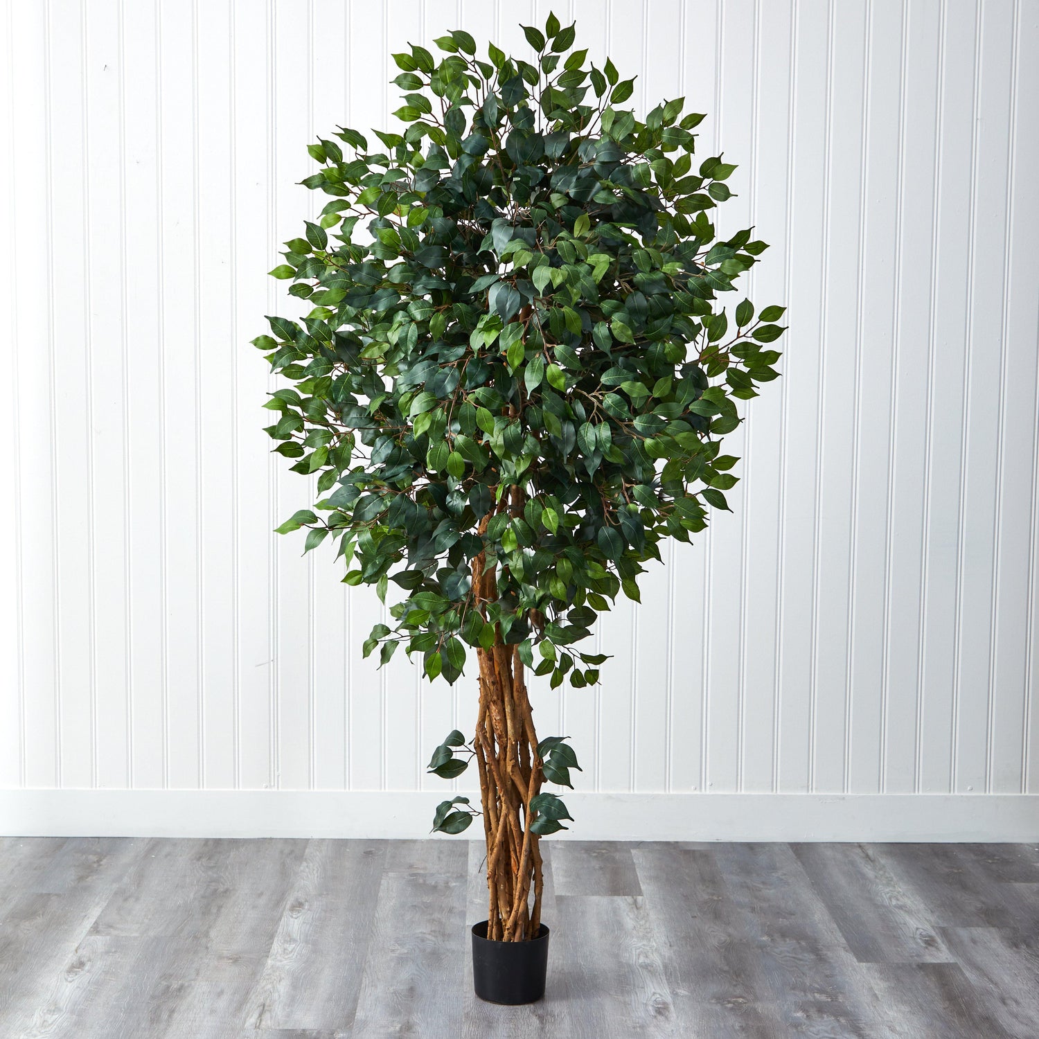 6'  Palace Style Ficus Silk Tree