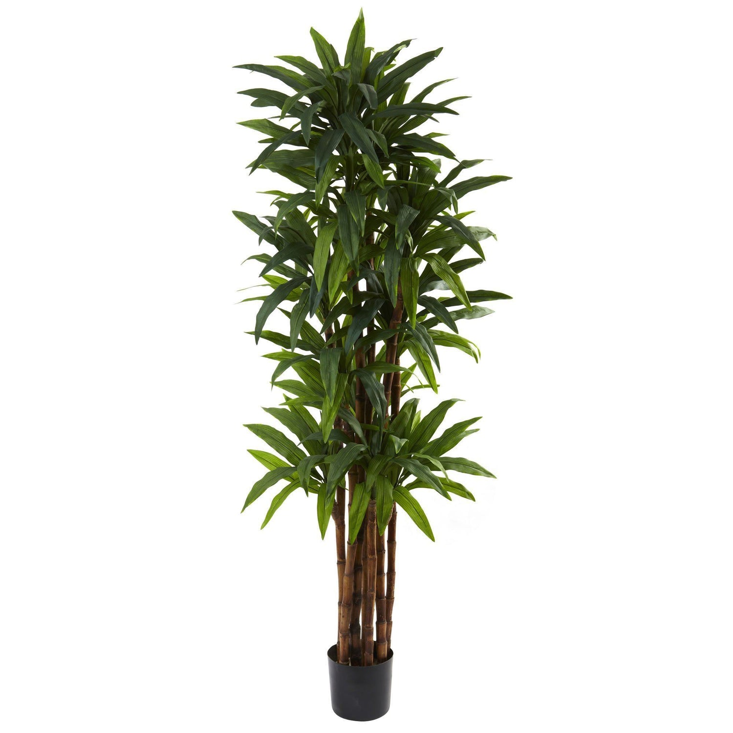 6.5’ Dracaena Tree