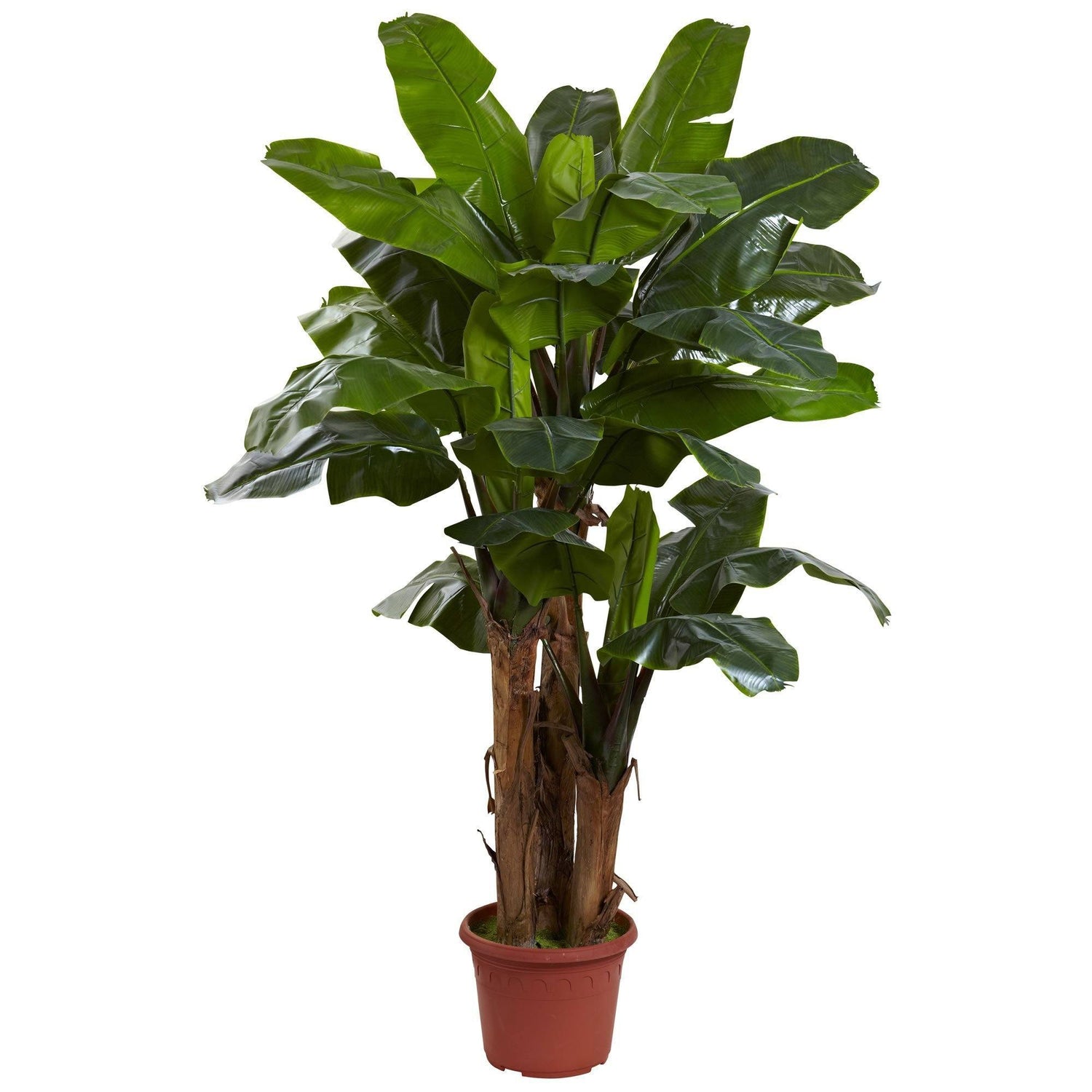 7' Giant Triple Stalk Banana Tree UV Resistant (Indoor/Outdoor)