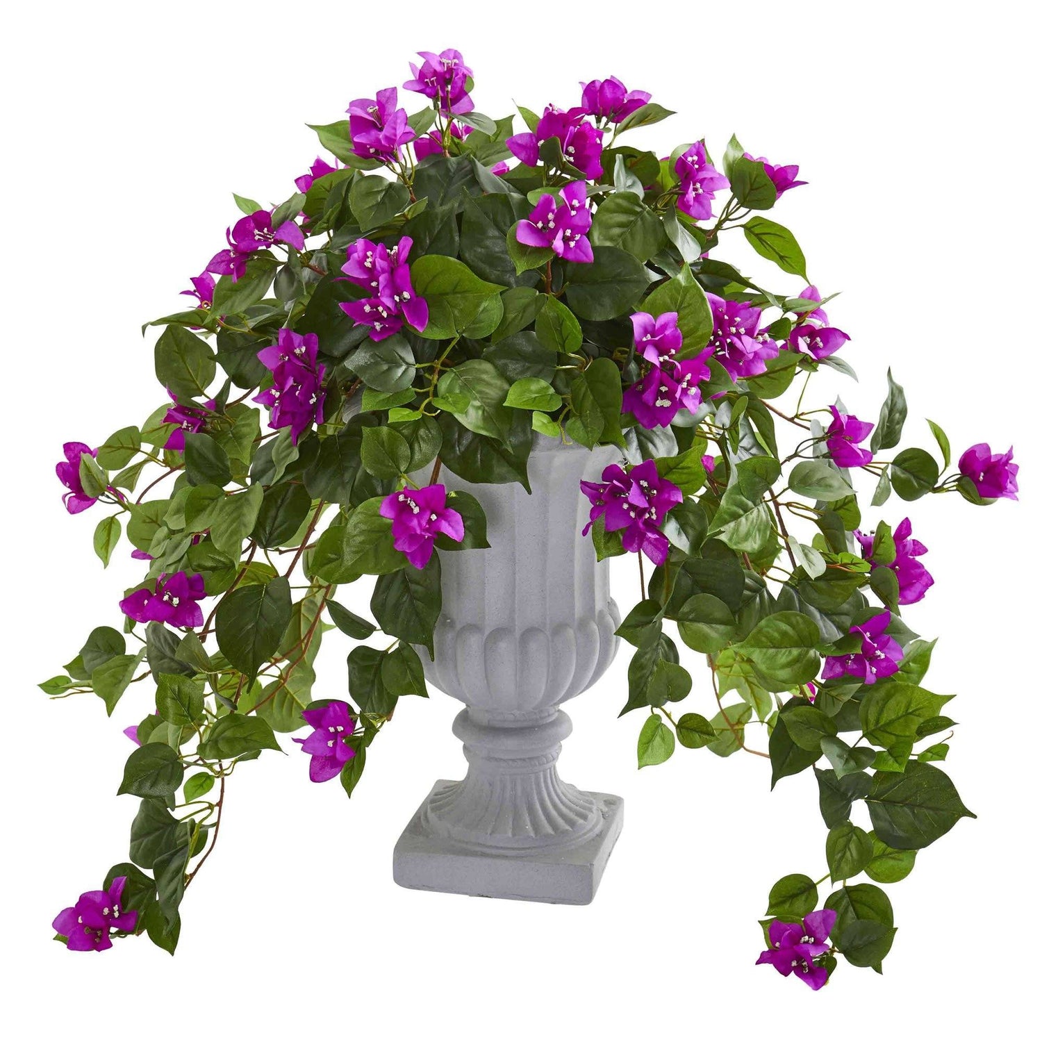 Bougainvillea with Decorative Urn