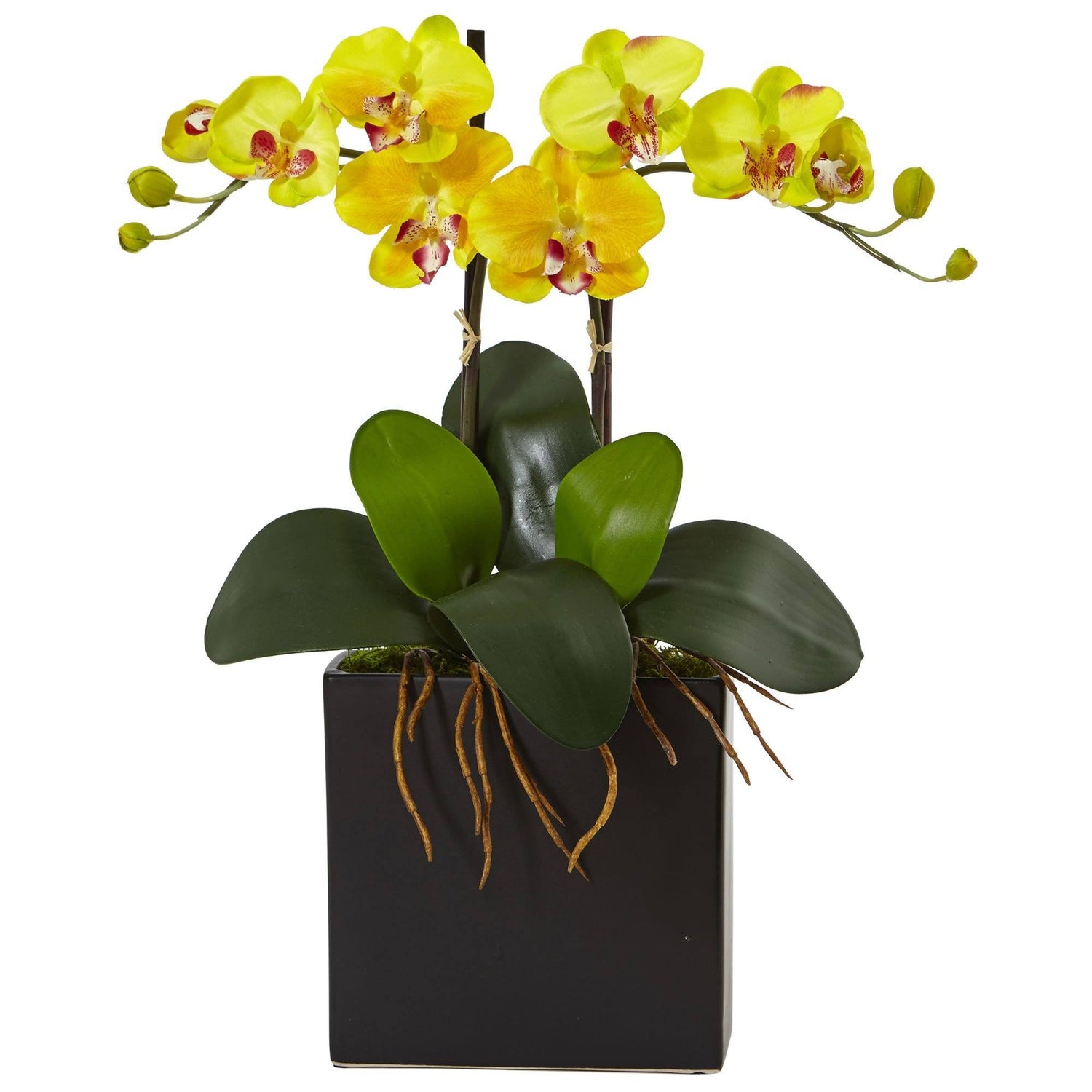 Double Mini Phalaenopsis in Black Vase