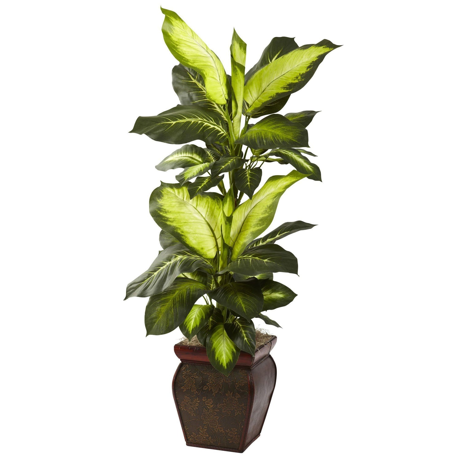 Golden Dieffenbachia w/Decorative Planter