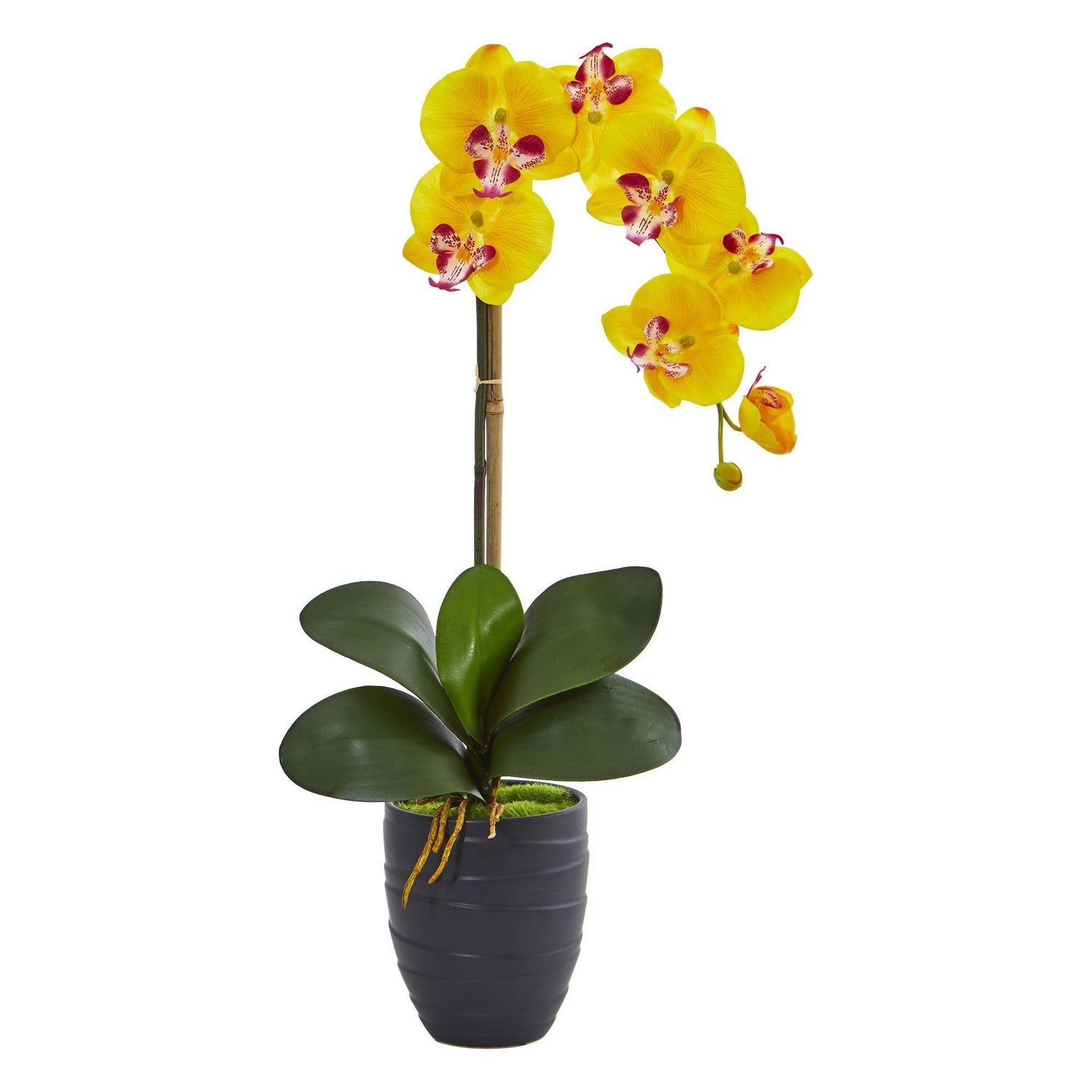 Phalaenopsis Orchid in Black Vase