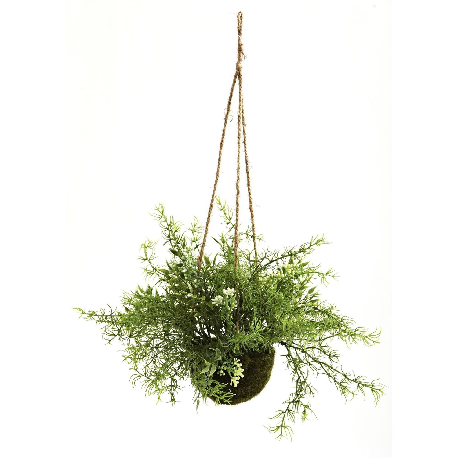 Ruscus, Sedum & Springeri Hanging Basket (Set of 3)