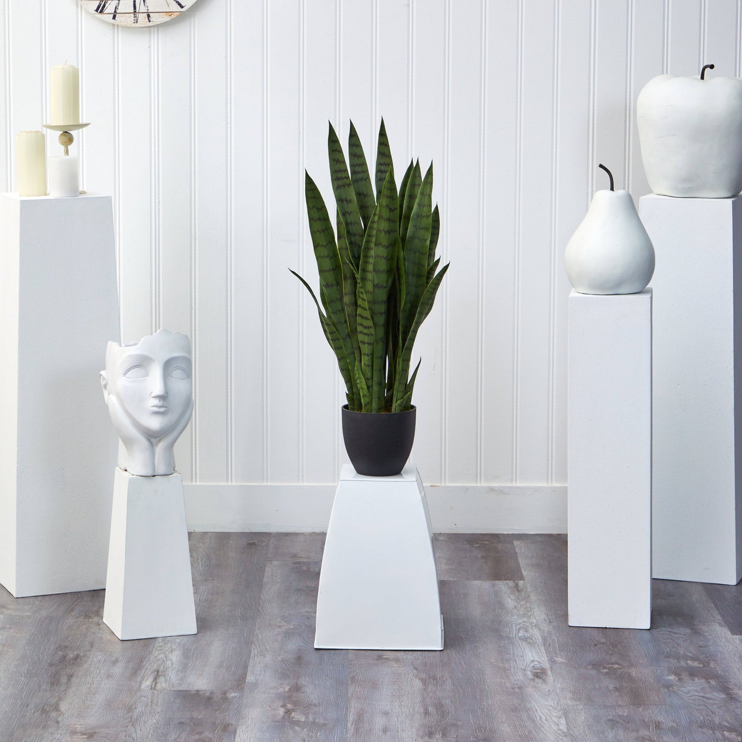 Sansevieria w/Black Planter