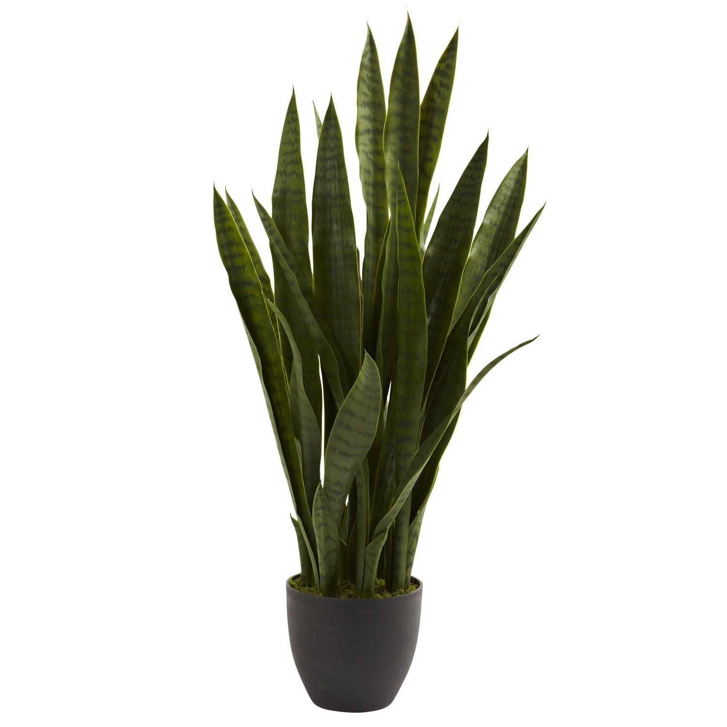 Sansevieria w/Black Planter